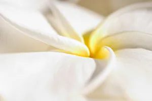 Extreme Close-Up Of White And Yellow Plumeria Flower From Side View Extreme Close-Up Of White And Yellow Plumeria Flower From Side View