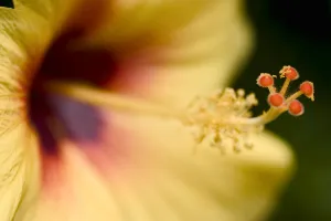 Extreme Close-Up Of Yellow And Red Hibiscus Flower With Stamen Extreme Close-Up Of Yellow And Red Hibiscus Flower With Stamen