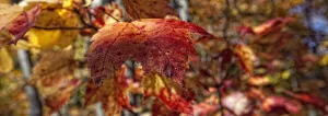 Fall Colors On The Leaves In Killbear Provincial Park, Ontario Fall Colors On The Leaves In Killbear Provincial Park, Ontario