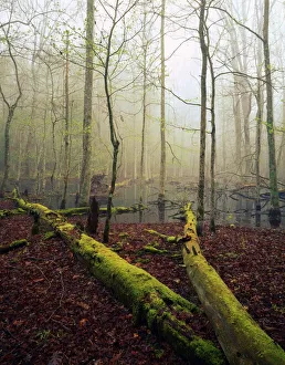 Fallen, Moss-Covered Trees, Bog With Mist, Filtered Sunlight, Cades Cove, Great Smoky Fallen, Moss-Covered Trees, Bog With Mist, Filtered Sunlight, Cades Cove, Great Smoky