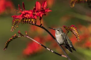 Female Anna's Hummingbird perched on a Lucifer Crocosmia plant in the evening sunlight Female Anna's Hummingbird perched on a Lucifer Crocosmia plant in the evening sunlight
