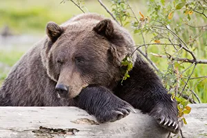 A Female Brown Bear Lays Draped Over A Log, Alaska Wildlife Conservation Center A Female Brown Bear Lays Draped Over A Log, Alaska Wildlife Conservation Center