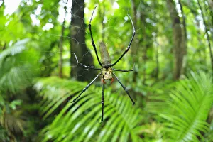 Female Golden Silk Orb-Weaver (Nephila), Daintree Rainforest, Cape Tribulation, Daintree National Park, Queensland Female Golden Silk Orb-Weaver (Nephila), Daintree Rainforest, Cape Tribulation, Daintree National Park, Queensland