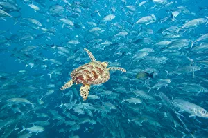 Female Green sea turtle (Chelonia mydas) and schooling Bigeye jacks (Caranx sexfasciatus); Sipidan Island, Malaysia Female Green sea turtle (Chelonia mydas) and schooling Bigeye jacks (Caranx sexfasciatus); Sipidan Island, Malaysia