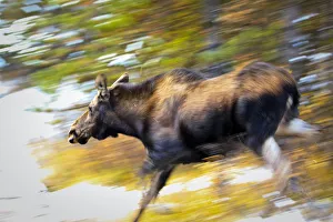 Female Moose Running Through Woods, Maligne Lake, Jasper National Park, Alberta Female Moose Running Through Woods, Maligne Lake, Jasper National Park, Alberta