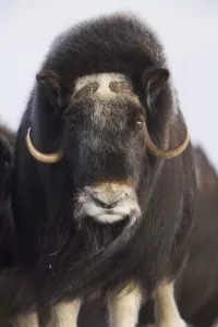 Female Musk-Ox On The Seward Peninsula Near Nome, Arctic Alaska, Winter Female Musk-Ox On The Seward Peninsula Near Nome, Arctic Alaska, Winter