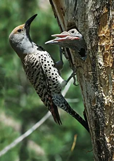 Female Northern Flicker (Colaptes Auratus) Greeted By Young In Nest In The Cavity Of A Tree; New Mexico, Usa Female Northern Flicker (Colaptes Auratus) Greeted By Young In Nest In The Cavity Of A Tree; New Mexico, Usa
