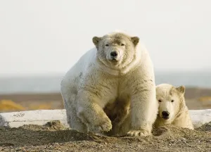 Female Polar Bear Defending Yearling Cub On Barrier Island Near Kaktovik, Alaska Female Polar Bear Defending Yearling Cub On Barrier Island Near Kaktovik, Alaska