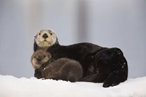 Female Sea Otter Hauled Out On A Snow Mound With Newborn Pup, Prince William Sound Female Sea Otter Hauled Out On A Snow Mound With Newborn Pup, Prince William Sound