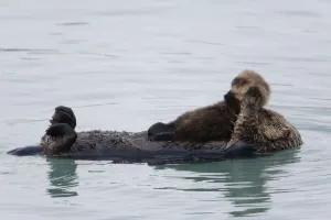 Female Sea Otter Holds Newborn Pup While Floating In Prince William Sound, Alaska Female Sea Otter Holds Newborn Pup While Floating In Prince William Sound, Alaska