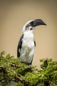 Female Von der Decken hornbill on thornbush, Serengeti, Tanzania Female Von der Decken hornbill on thornbush, Serengeti, Tanzania