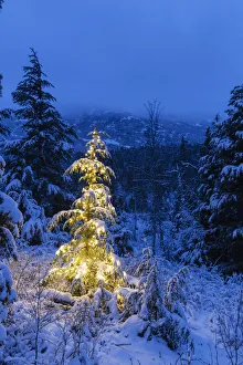 A Festive Mountain Hemlock Evergreen Tree Strung With White Lights And Covered In Snow In A Wintery Landscape A Festive Mountain Hemlock Evergreen Tree Strung With White Lights And Covered In Snow In A Wintery Landscape