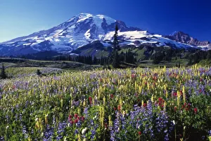 Field Of Blooming Wildflowers In Paradise Park Valley, View Of Mount Rainier, Mount Field Of Blooming Wildflowers In Paradise Park Valley, View Of Mount Rainier, Mount