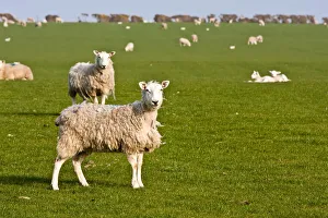 Field Of Sheep And Lambs Near Newport On Pembrokeshire Coast Path Field Of Sheep And Lambs Near Newport On Pembrokeshire Coast Path