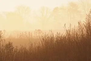 Fields Of Tall Grass In The Mist At Sunrise, Simcoe, Ontario Fields Of Tall Grass In The Mist At Sunrise, Simcoe, Ontario