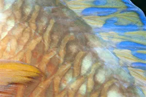 Fiji, Close-Up Detail Of Female Parrotfish, Fin And Scales (Scarus Dimidiatus) At Night Fiji, Close-Up Detail Of Female Parrotfish, Fin And Scales (Scarus Dimidiatus) At Night