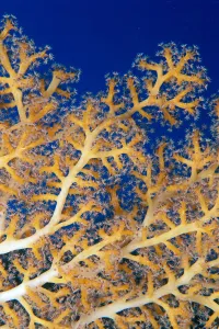 Fiji, Close-Up Of Soft Coral Showing Polyps Feeding (Siphonogorgia Sp?) Fiji, Close-Up Of Soft Coral Showing Polyps Feeding (Siphonogorgia Sp?)