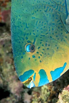 Fiji, Close-Up Side View Of Male Minifin Parrotfish (Scarus Altipinnis) At Night Fiji, Close-Up Side View Of Male Minifin Parrotfish (Scarus Altipinnis) At Night