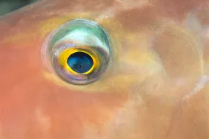 Fiji, Extreme Close-Up Of Female Parrotfish Eye (Scarus Dimidiatus) At Night Fiji, Extreme Close-Up Of Female Parrotfish Eye (Scarus Dimidiatus) At Night