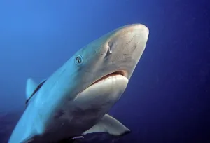Fiji, Gray Reef Shark (Carcharhinus Amblyrhynchos) Fiji, Gray Reef Shark (Carcharhinus Amblyrhynchos)