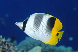 Fiji, Pacific Double-Saddle Butterfly Fish (Chaetodon Ulietensis) Close-Up Side View Fiji, Pacific Double-Saddle Butterfly Fish (Chaetodon Ulietensis) Close-Up Side View
