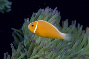 Fiji, Pink Anemonefish (Amphiprion Perideraion) Side View, Next To Anemone Fiji, Pink Anemonefish (Amphiprion Perideraion) Side View, Next To Anemone