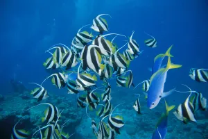 Fiji, Schooling Longfin Bannerfish (Heniochus Acuminatus) Diver Background Fiji, Schooling Longfin Bannerfish (Heniochus Acuminatus) Diver Background