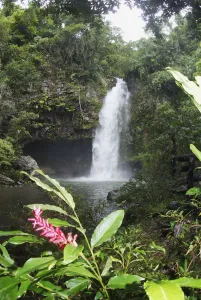 Fiji, Taveuni, Bouma National Heritage Park, Tavoro Waterfall With Pink Ginger Blossom Fiji, Taveuni, Bouma National Heritage Park, Tavoro Waterfall With Pink Ginger Blossom