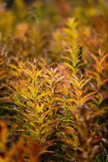 Fireweed With Autumn Colors, Kodiak Island, Southwest Alaska Fireweed With Autumn Colors, Kodiak Island, Southwest Alaska