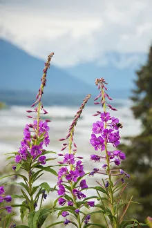 Fireweed (Epilobium Angustifolium) With The Alaskan Susitna River In The Background Fireweed (Epilobium Angustifolium) With The Alaskan Susitna River In The Background