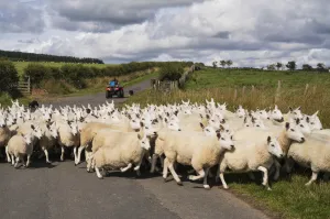 A Flock Of Sheep Cross A Road; Northumberland, England A Flock Of Sheep Cross A Road; Northumberland, England