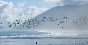 Flock Of White-Fronted Terns (Sterna Striata) In Flight At Rapahoe Beach, On The Flock Of White-Fronted Terns (Sterna Striata) In Flight At Rapahoe Beach, On The