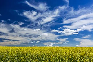 Flowering canola field with dramatic white clouds and blue sky, East of Calgary, Alberta, Canada Flowering canola field with dramatic white clouds and blue sky, East of Calgary, Alberta, Canada