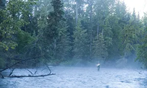 Fly Fisherman Fights Dolly Varden On The Line At Quartz Creek Kenai Peninsula Alaska Fall Fly Fisherman Fights Dolly Varden On The Line At Quartz Creek Kenai Peninsula Alaska Fall
