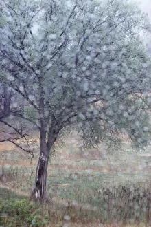 Out Of Focus Rain Drops Frame An Elm In Early Spring, Dakota County; Minnesota, United States Of America Out Of Focus Rain Drops Frame An Elm In Early Spring, Dakota County; Minnesota, United States Of America