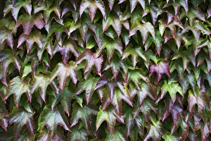 Foliage With Red And Green Leaves; Northumberland, England Foliage With Red And Green Leaves; Northumberland, England