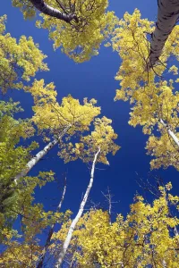 Forest During Autumn, Kananaskis, Alberta, Canada Forest During Autumn, Kananaskis, Alberta, Canada