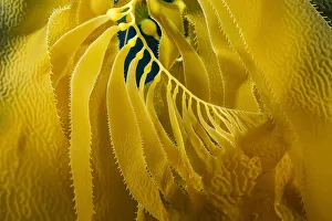 A Forest Of Giant Kelp (Macrocystis Pyrifera), Off Santa Barbara Island; California, United States Of America A Forest Of Giant Kelp (Macrocystis Pyrifera), Off Santa Barbara Island; California, United States Of America