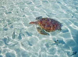 Images Dated 24th May 2006: French Polynesia, Bora Bora, Green Sea Turtle (Chelonia Mydas) An Endangered Species