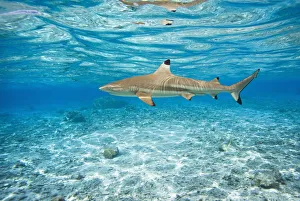 French Polynesia, Rangiroa, Blue Lagoon, Blacktip Reff Shark (Carcharhinus Melanopterus) French Polynesia, Rangiroa, Blue Lagoon, Blacktip Reff Shark (Carcharhinus Melanopterus)