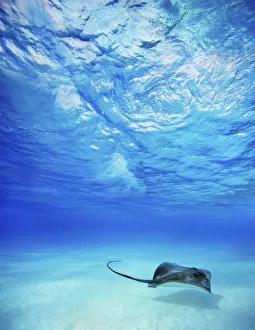 French Polynesia, Tahiti, Bora Bora, Stingray In Beautiful Turquoise Water French Polynesia, Tahiti, Bora Bora, Stingray In Beautiful Turquoise Water