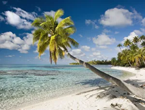 French Polynesia, Tahiti, Tuamotu Islands, Rangiora, Palm Tree On The Beach French Polynesia, Tahiti, Tuamotu Islands, Rangiora, Palm Tree On The Beach