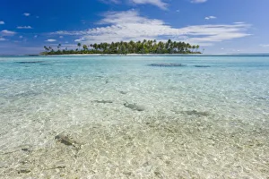 French Polynesia, Tuamatu Isalnds, Blacktip Reff Shark (Carcharhinus Melanopterus) French Polynesia, Tuamatu Isalnds, Blacktip Reff Shark (Carcharhinus Melanopterus)