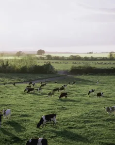 Friesian Bullocks, Ireland; Herd Of Cattle Grazing Friesian Bullocks, Ireland; Herd Of Cattle Grazing