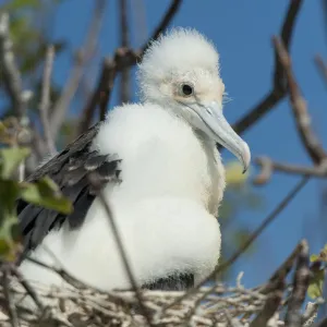 A Frigatebird Sitting In A Nest; Galapagos, Equador A Frigatebird Sitting In A Nest; Galapagos, Equador