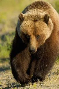 Frontal View Of Grizzly Walking In Meadow Canada Spring Yukon Territory Alsek-Tatshenshini Frontal View Of Grizzly Walking In Meadow Canada Spring Yukon Territory Alsek-Tatshenshini