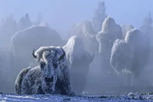 Frost covered American bison on geothermally heated ground in winter, YNP, Wyoming, USA Frost covered American bison on geothermally heated ground in winter, YNP, Wyoming, USA