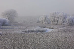 Frost-Covered Landscape, s Gravenpolder, Zeeland, Netherlands