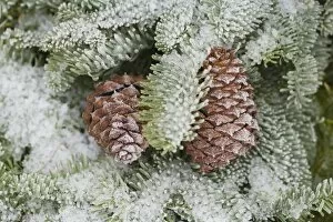 Images Dated 17th December 2006: Frost On Pine Cones