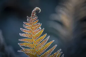 Detail of a Frosted Sword Fern; Olympia, Washington, United States Detail of a Frosted Sword Fern; Olympia, Washington, United States